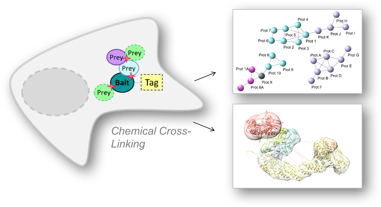 Cross Linking Mass Spectrometry Xl Ms Krogan Lab